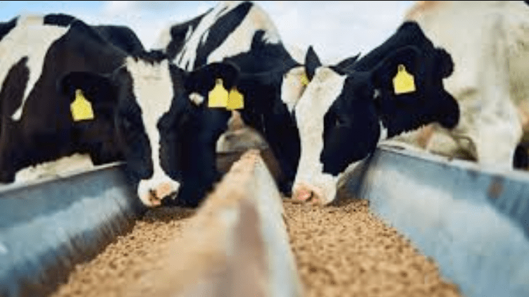 A modern dairy farm using sustainable practices like anaerobic digesters and renewable energy to reduce methane emissions